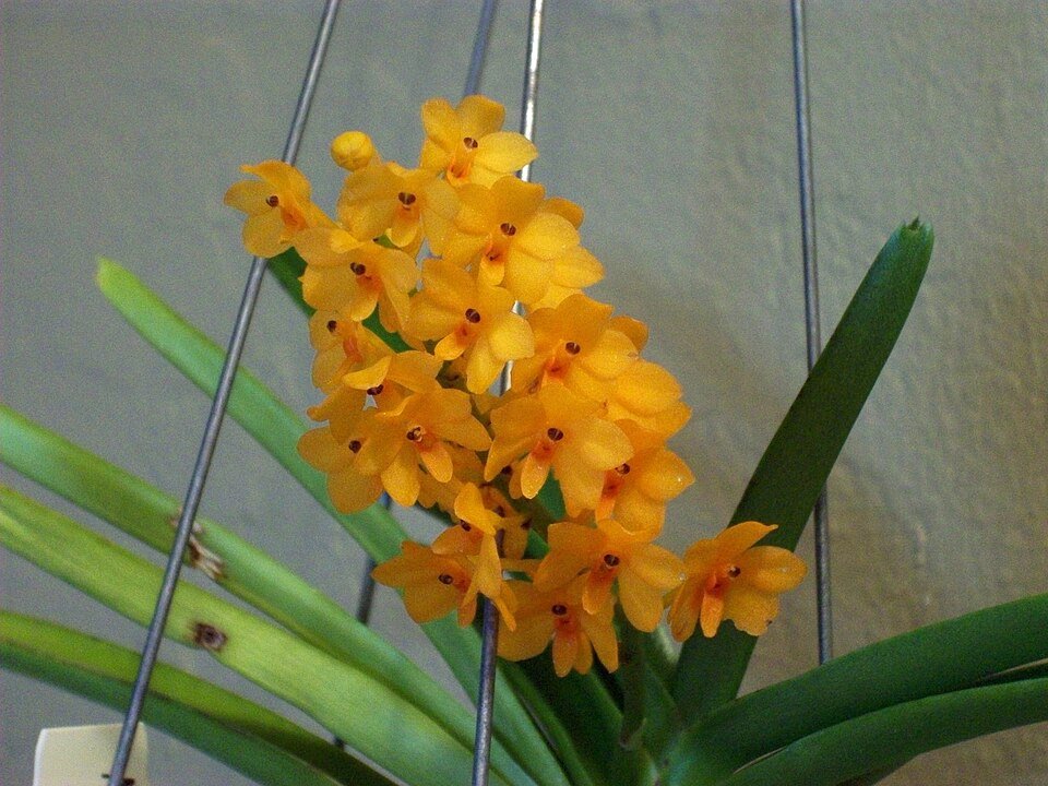 Ascocentrum miniatum orchidee met heldere oranje bloem en groene bladeren.