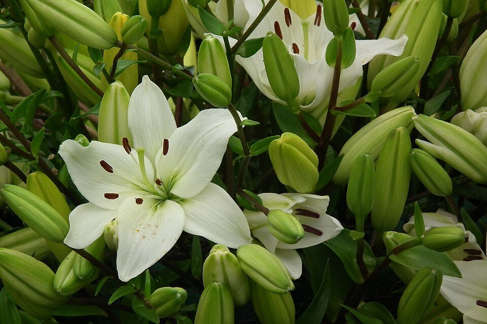 Lelie bloem in Aziatische stijl, wit met gele meeldraden.