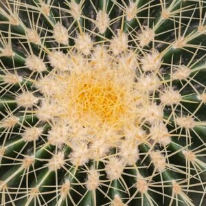 Kroenleinia grusonii cactus met dikke stekels en ronde vorm, groeiend in botanische tuin.