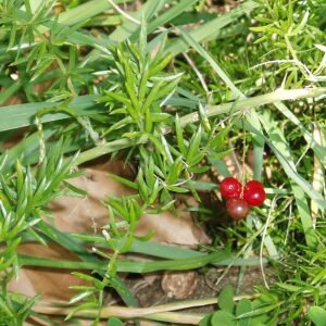 Asparagus aethiopicus plant with lush green foliage.