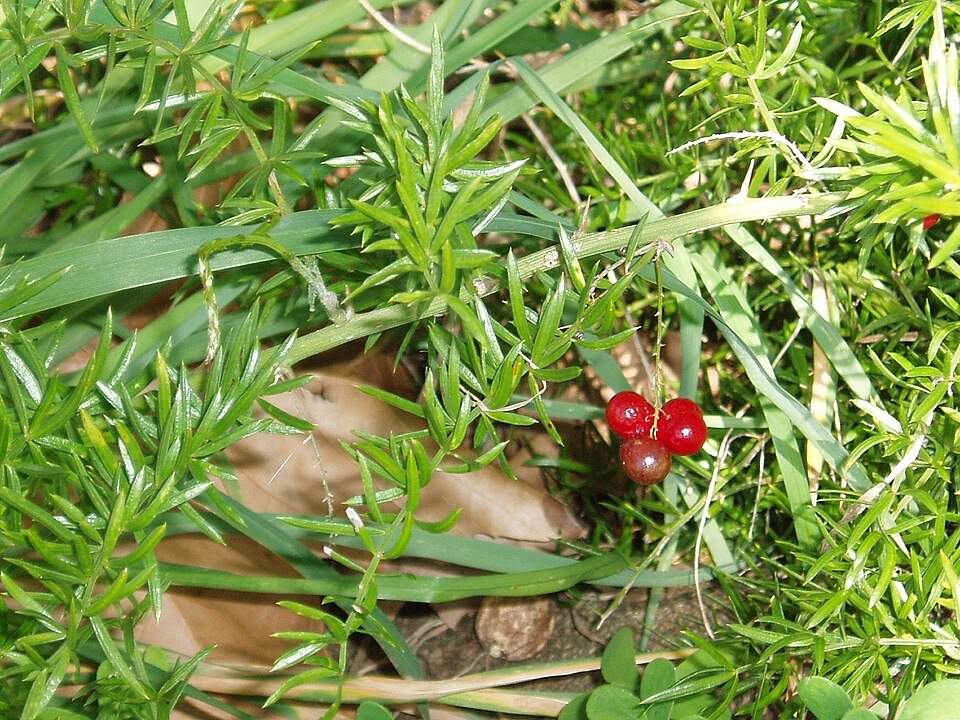 Asparagus aethiopicus plant with lush green foliage.