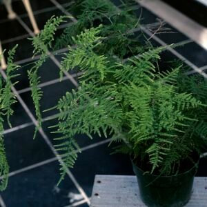 Asperge setaceus plant met fijne bladeren en groene kleur.