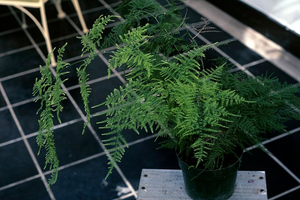 Asperge setaceus plant met fijne bladeren en groene kleur.