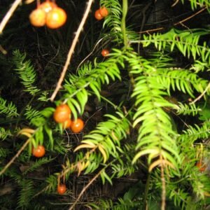 Klimmende aspergeplant met bessen in Cape Town.