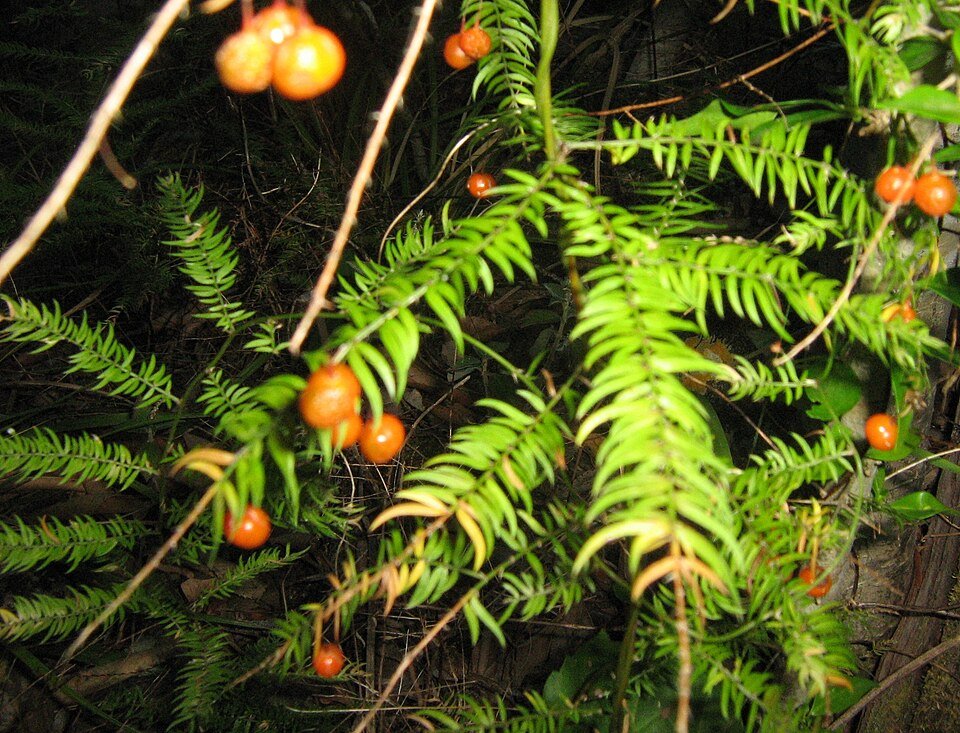 Klimmende aspergeplant met bessen in Cape Town.