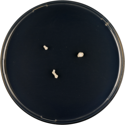 Geel Aspergillus conicus op voedingsbodem, cilindervormige conidiophoren.