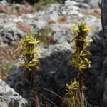 Gele Asphodeline lutea bloem in close-up.
