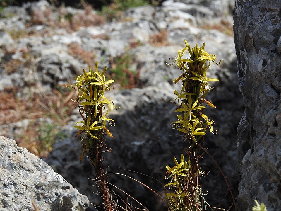Gele Asphodeline lutea bloem in close-up.