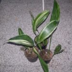 Groene en crèmekleurige bladeren van Aspidistra elatior variegata plant.