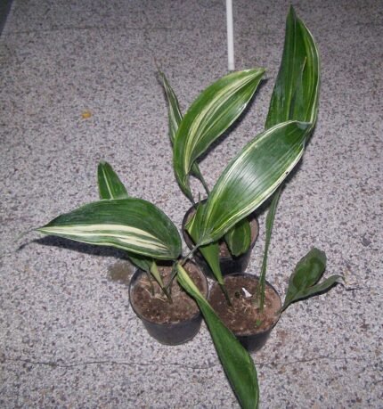 Groene en crèmekleurige bladeren van Aspidistra elatior variegata plant.