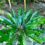 Groene Asplenium nidus plant met gebogen bladeren en textuur.