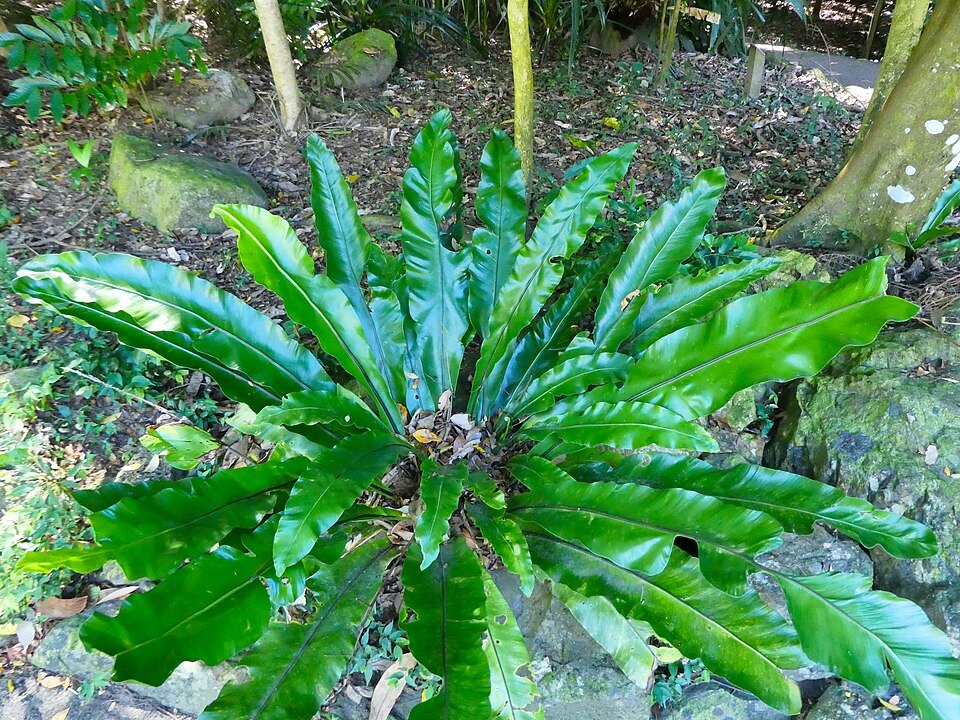 Groene Asplenium nidus plant met gebogen bladeren en textuur.