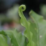Asplenium antiquum plant met groene bladeren en delicate structuur.
