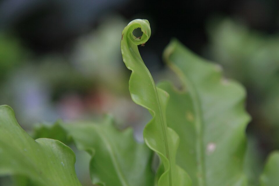 Asplenium antiquum plant met groene bladeren en delicate structuur.