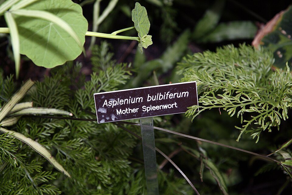 Asplenium bulbiferum fern with vibrant green fronds and bulbils.