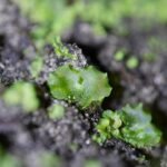 Winterhard Asplenium scolopendrium prothallus met hartvormige bladeren en sporenhoopjes.