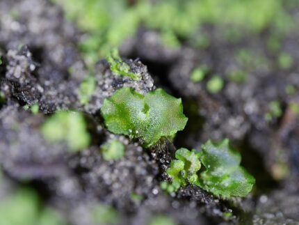 Winterhard Asplenium scolopendrium prothallus met hartvormige bladeren en sporenhoopjes.