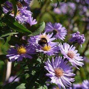 Aster ×frikartii bloemen in paarse en gele tinten.