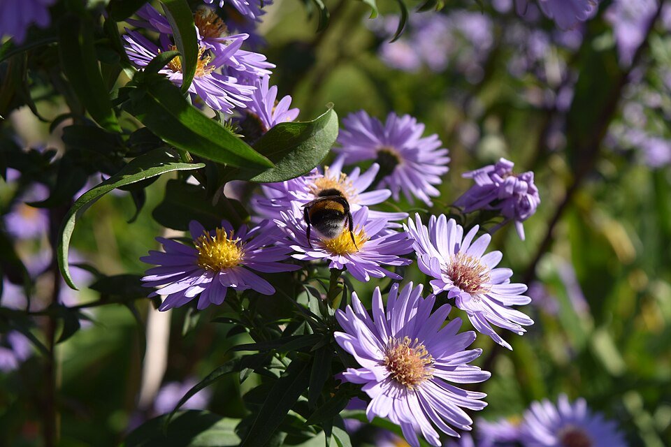 Aster ×frikartii bloemen in paarse en gele tinten.