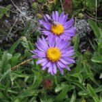 Violet en gele Aster alpinus bloem met groen blad.