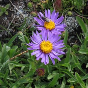 Violet en gele Aster alpinus bloem met groen blad.