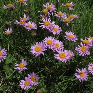 Paarse alpenaster op kleigrond, winterharde eigenschappen.