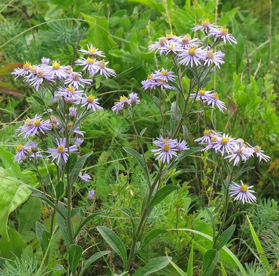 Aster bloem in paarse kleur op kalkrijke grond.