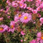 Nieuw-Engelse aster bloem in paars en groen op zonnige achtergrond.