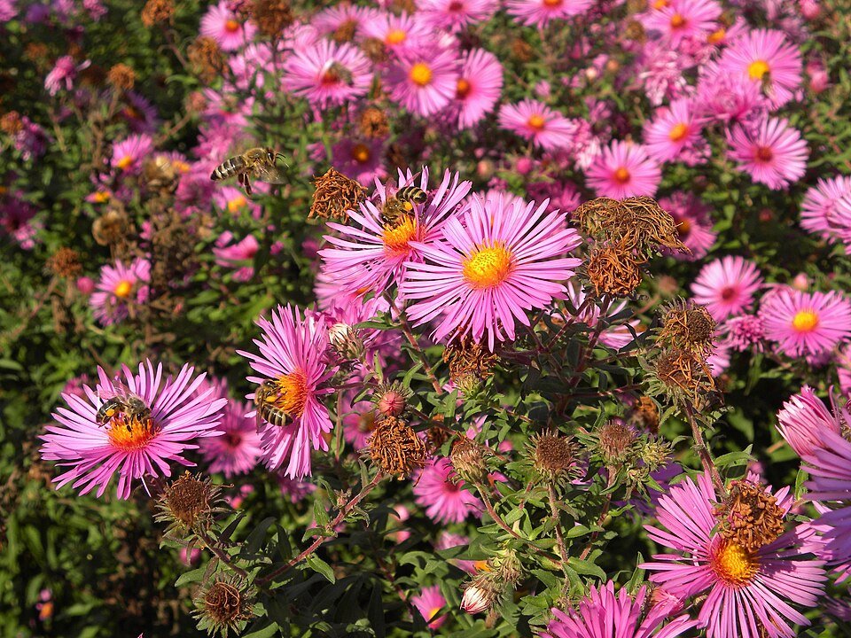 Nieuw-Engelse aster bloem in paars en groen op zonnige achtergrond.
