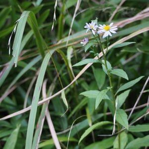 Paarse Aster yomena bloemen op een zonnige dag.