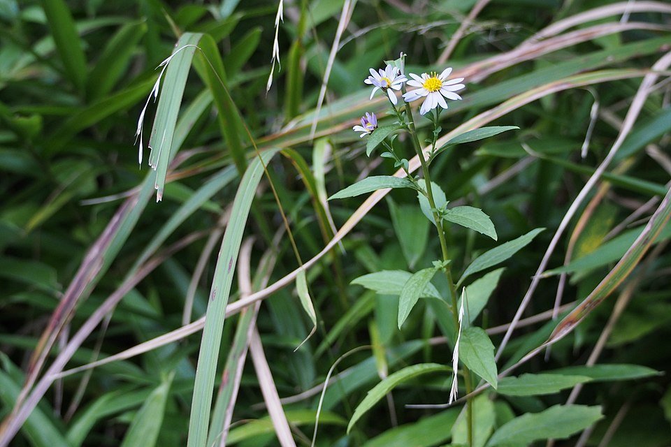 Paarse Aster yomena bloemen op een zonnige dag.