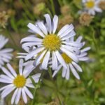 Kalimeris incisa bloeiende paarse Asteraceae plant met groene bladeren.