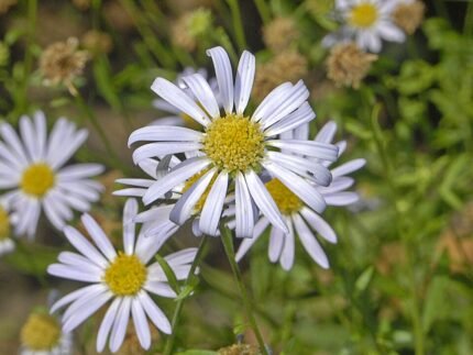 Kalimeris incisa bloeiende paarse Asteraceae plant met groene bladeren.