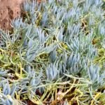 Curio repens vetplant met bolvormig, sappig groen blad en compacte groei.