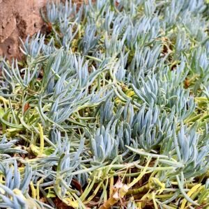 Curio repens vetplant met bolvormig, sappig groen blad en compacte groei.