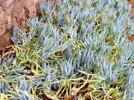 Curio repens vetplant met bolvormig, sappig groen blad en compacte groei.