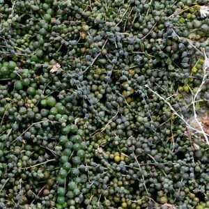 Succulent plant with trailing, bead-like leaves in a pot.