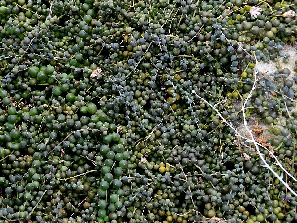 Succulent plant with trailing, bead-like leaves in a pot.