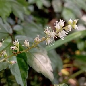 Astilbe bloemen in zonnige tuinsetting.
