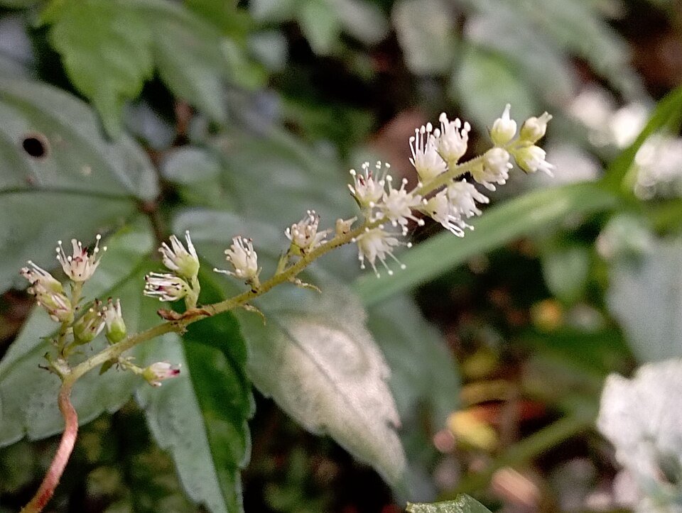 Astilbe bloemen in zonnige tuinsetting.