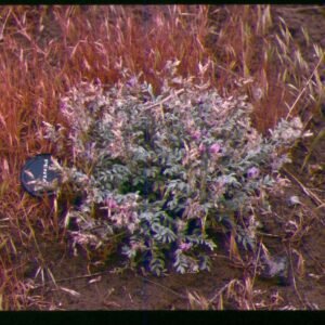 Astragalus purshii plant met slanke stelen, groen blad en unieke textuur in Zuid-Idaho.