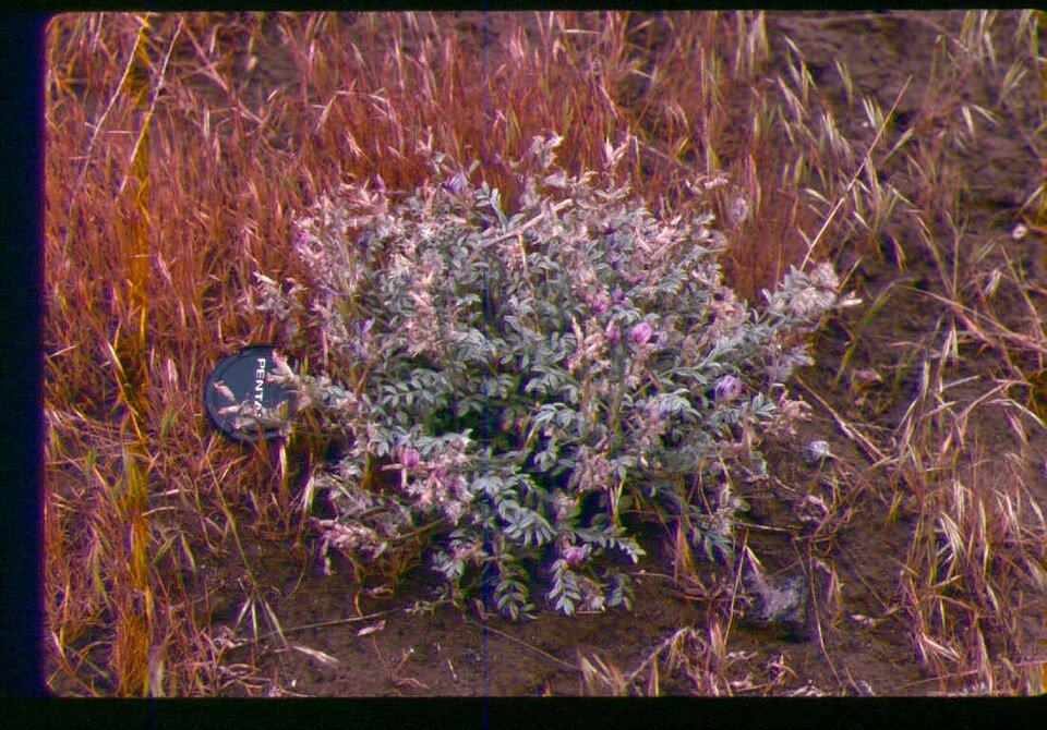 Astragalus purshii plant met slanke stelen, groen blad en unieke textuur in Zuid-Idaho.