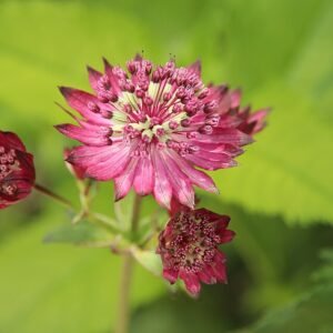 Astrantia Ruby Cloud bloemen op een zonnige dag.