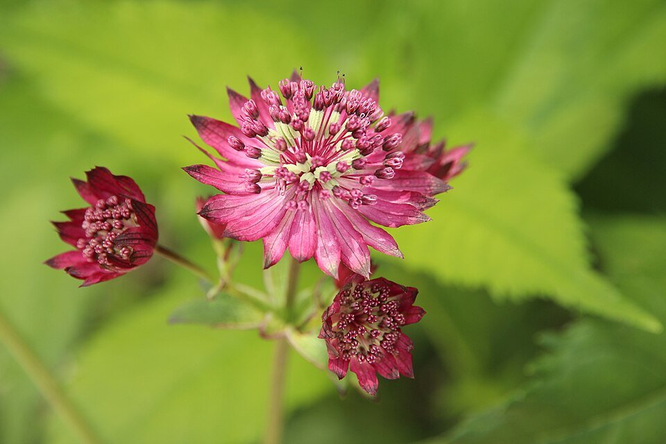 Astrantia Ruby Cloud bloemen op een zonnige dag.