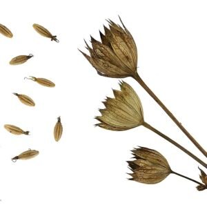 Roze en witte Astrantia major bloemen in close-up op groene achtergrond.