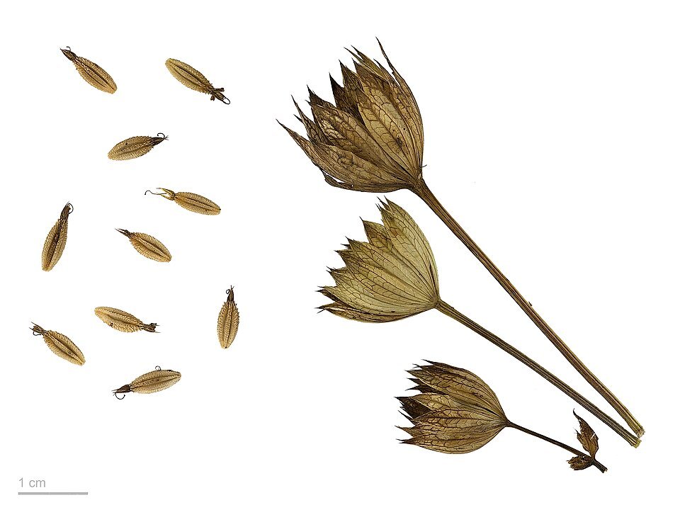 Roze en witte Astrantia major bloemen in close-up op groene achtergrond.