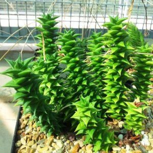 Astroloba vetplant met groene bladeren en witte haartjes.