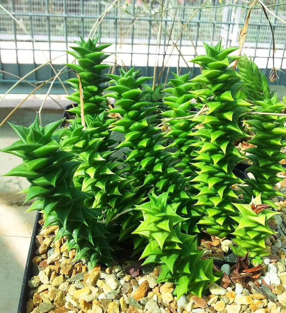Astroloba vetplant met groene bladeren en witte haartjes.