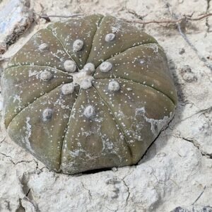 Astrophytum asterias cactus met gele stekels en witte pluis.
