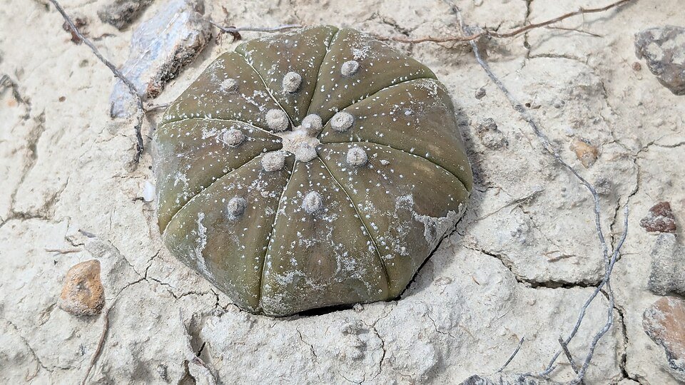 Astrophytum asterias cactus met gele stekels en witte pluis.